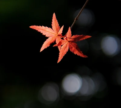 herbst, zweig, blätter, natur