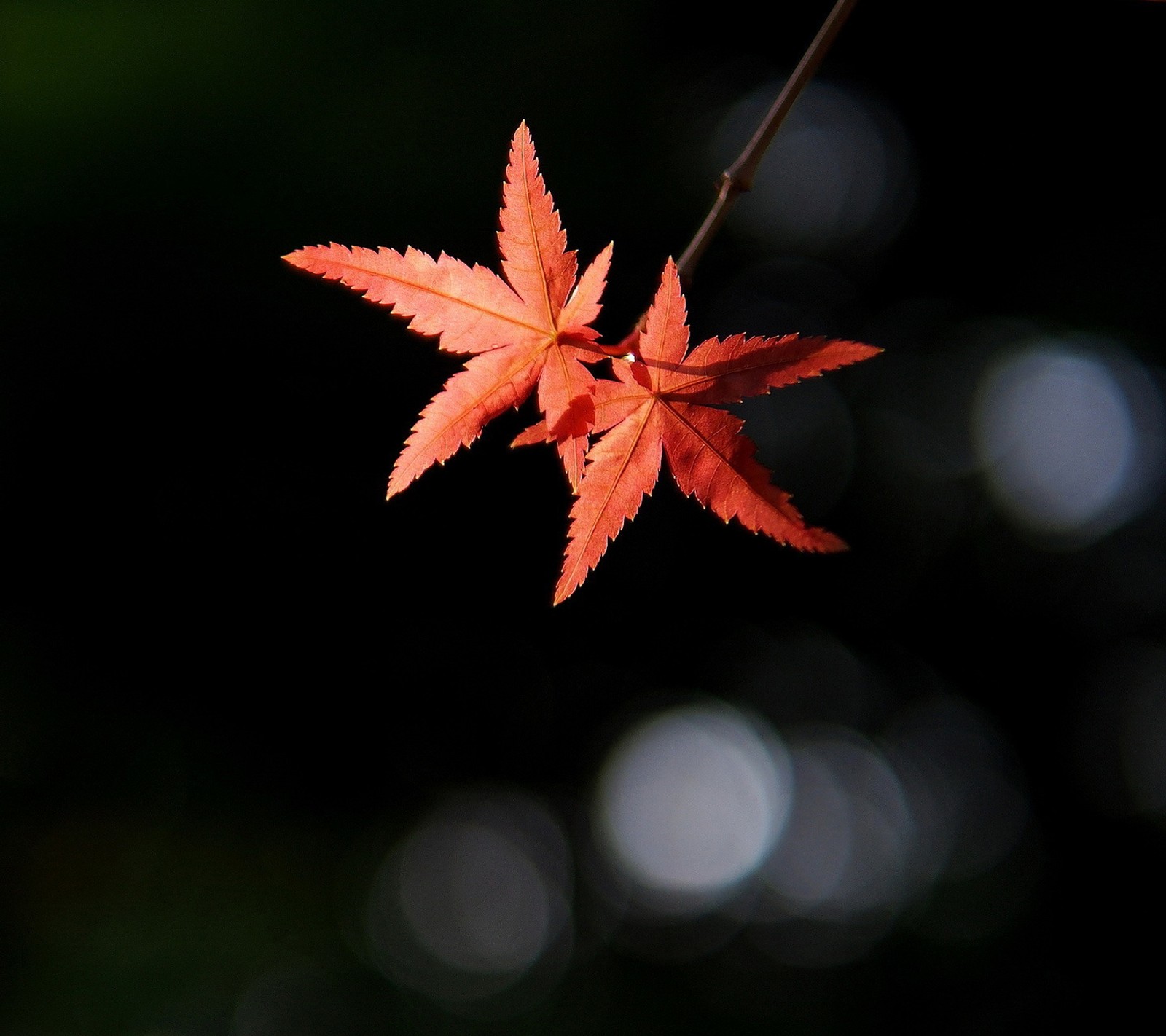 Una hoja roja que cuelga de una rama (otoño, ramo, hojas, naturaleza)