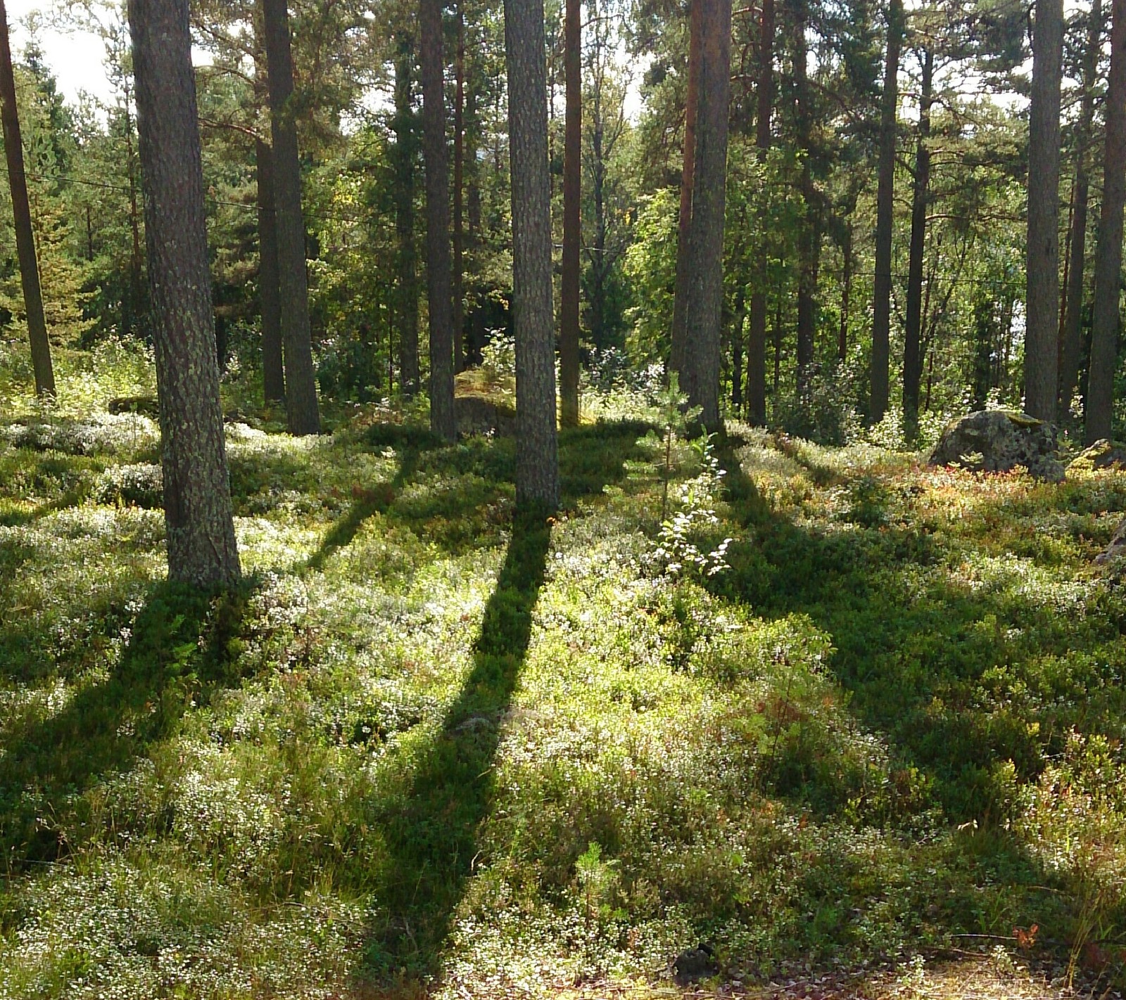 La sombra de una persona caminando por un bosque (naturaleza, árboles, bosques)