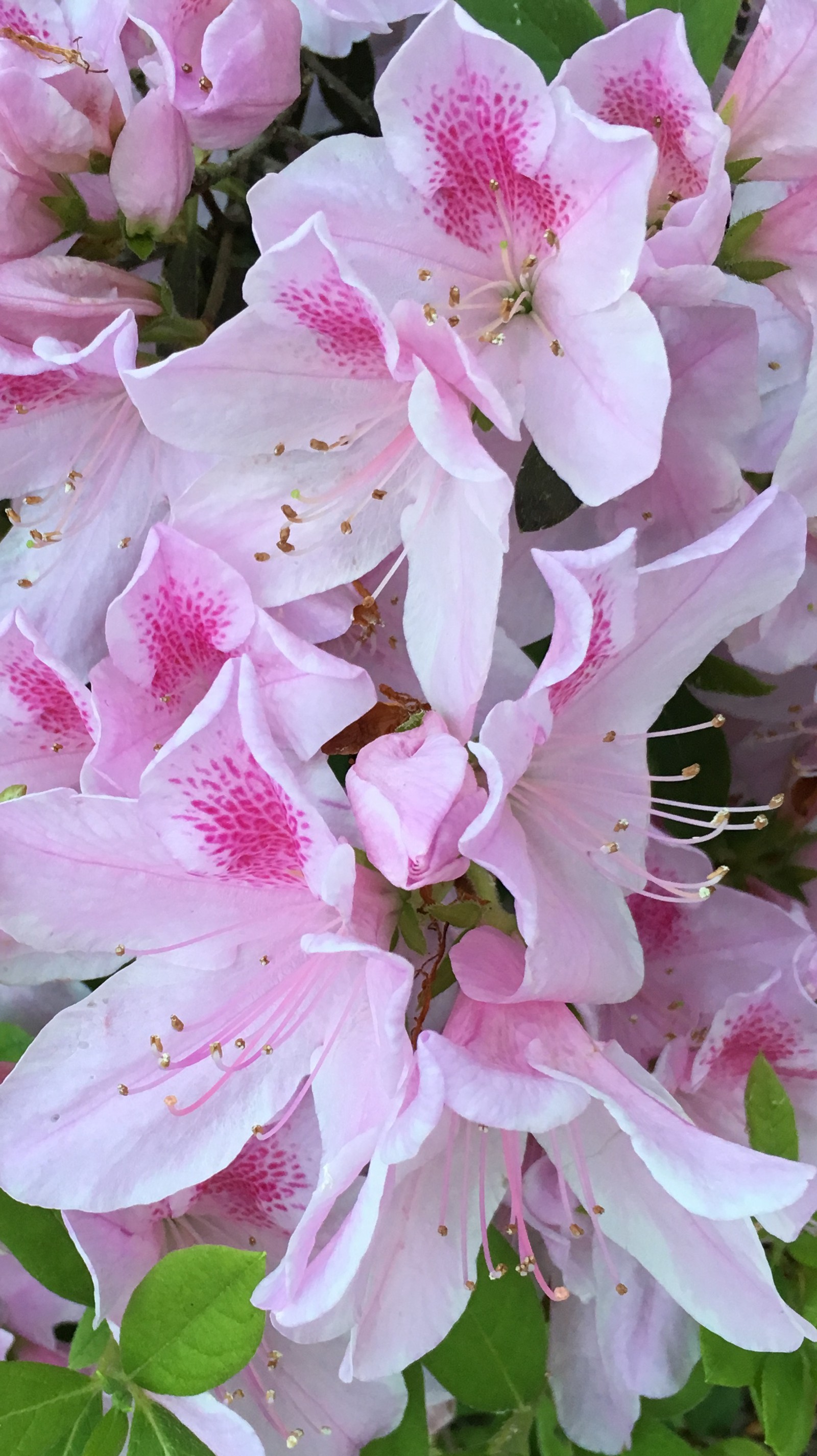 azalea, blooms, flower, louisiana, pink Download Wallpaper