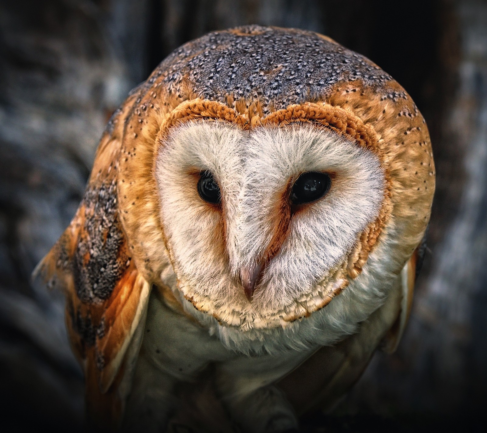 Arafed-eule mit einem schwarzen auge und einem braunen schnabel (tier, vogel, bw, eule)