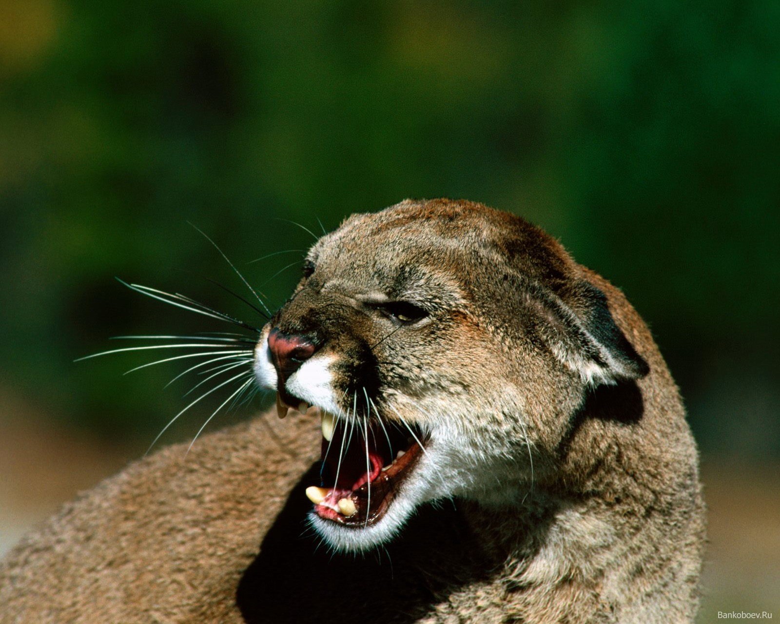 Téléchargez le fond d'écran animal, puma