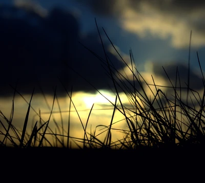 Goldenes Gras bei Sonnenuntergang