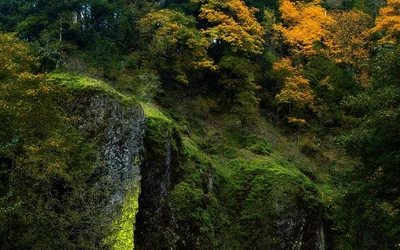 vegetation, natur, natürliche landschaft, grün, baum