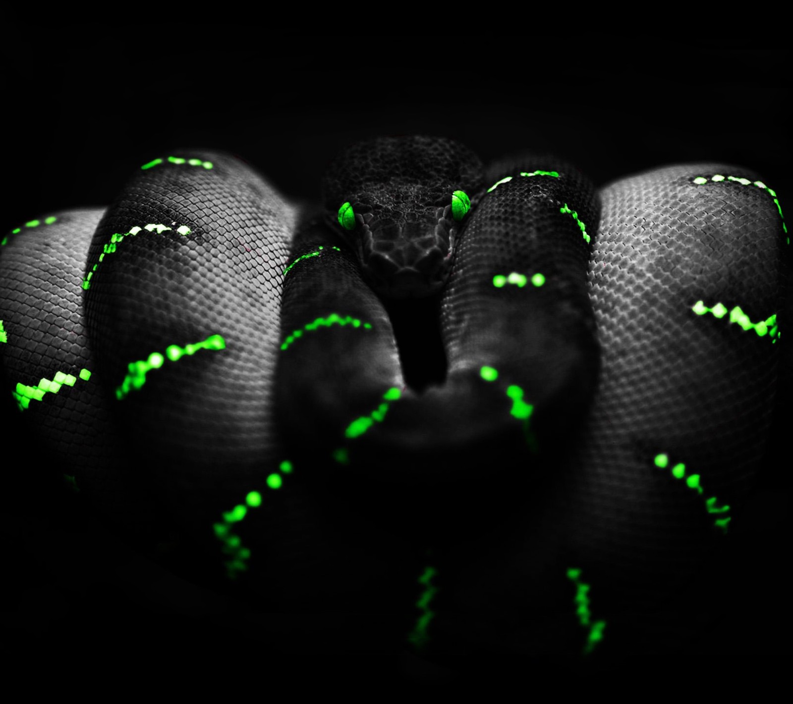 A close up of a snake with green lights on its skin (animal, green, neon, serpent, snake)