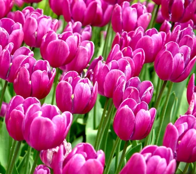 Lebendige pinke Tulpen in blühendem Feld