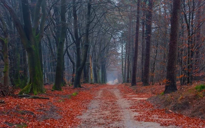 Sentier d'automne à travers une forêt brumeuse recouverte de feuilles tombées