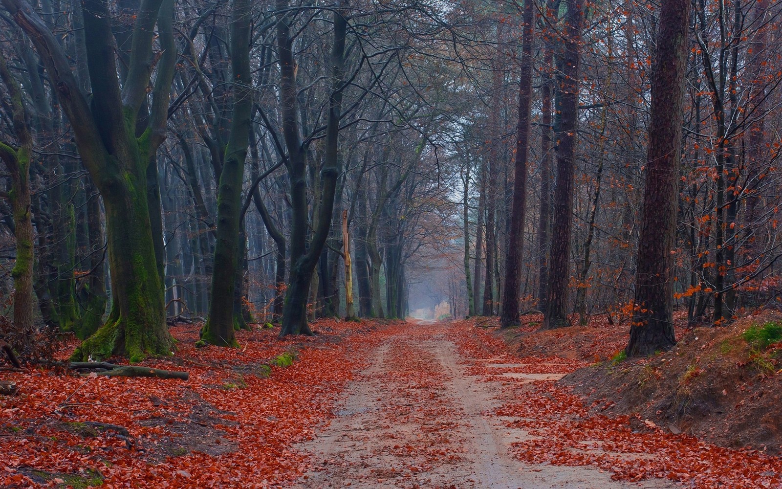 Arafed path in the woods with red leaves on the ground (forest, tree, leaf, woodland, nature)