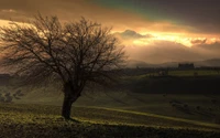 naturaleza, árbol, mañana, nube, luz solar