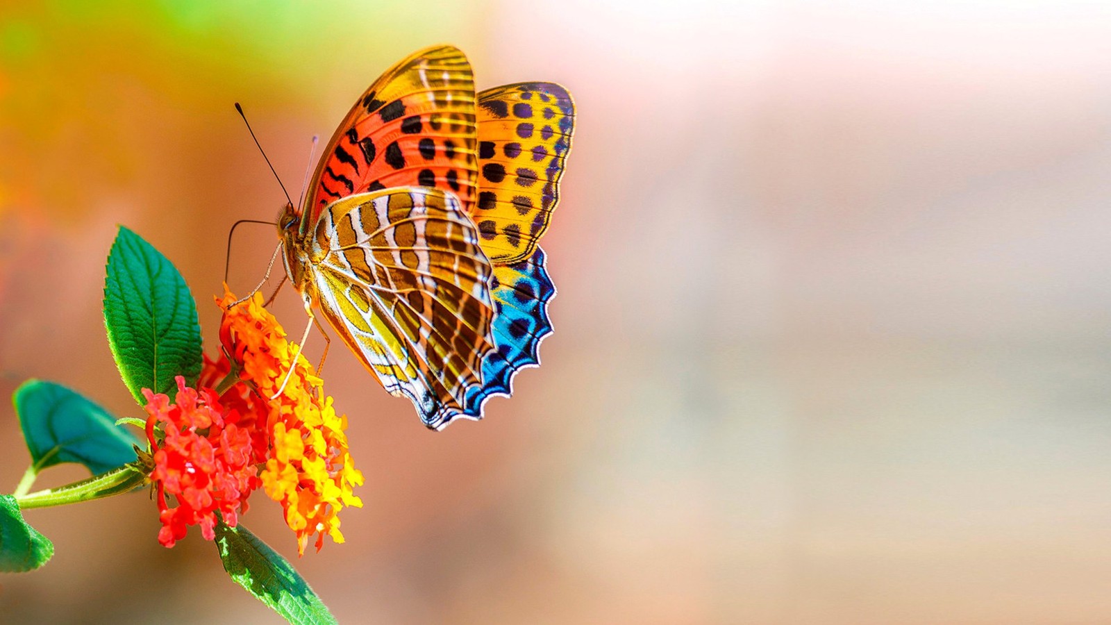 Il y a un papillon qui est posé sur une fleur (insecte, papillons de nuit et papillons, papillon, invertébré, pollinisateur)