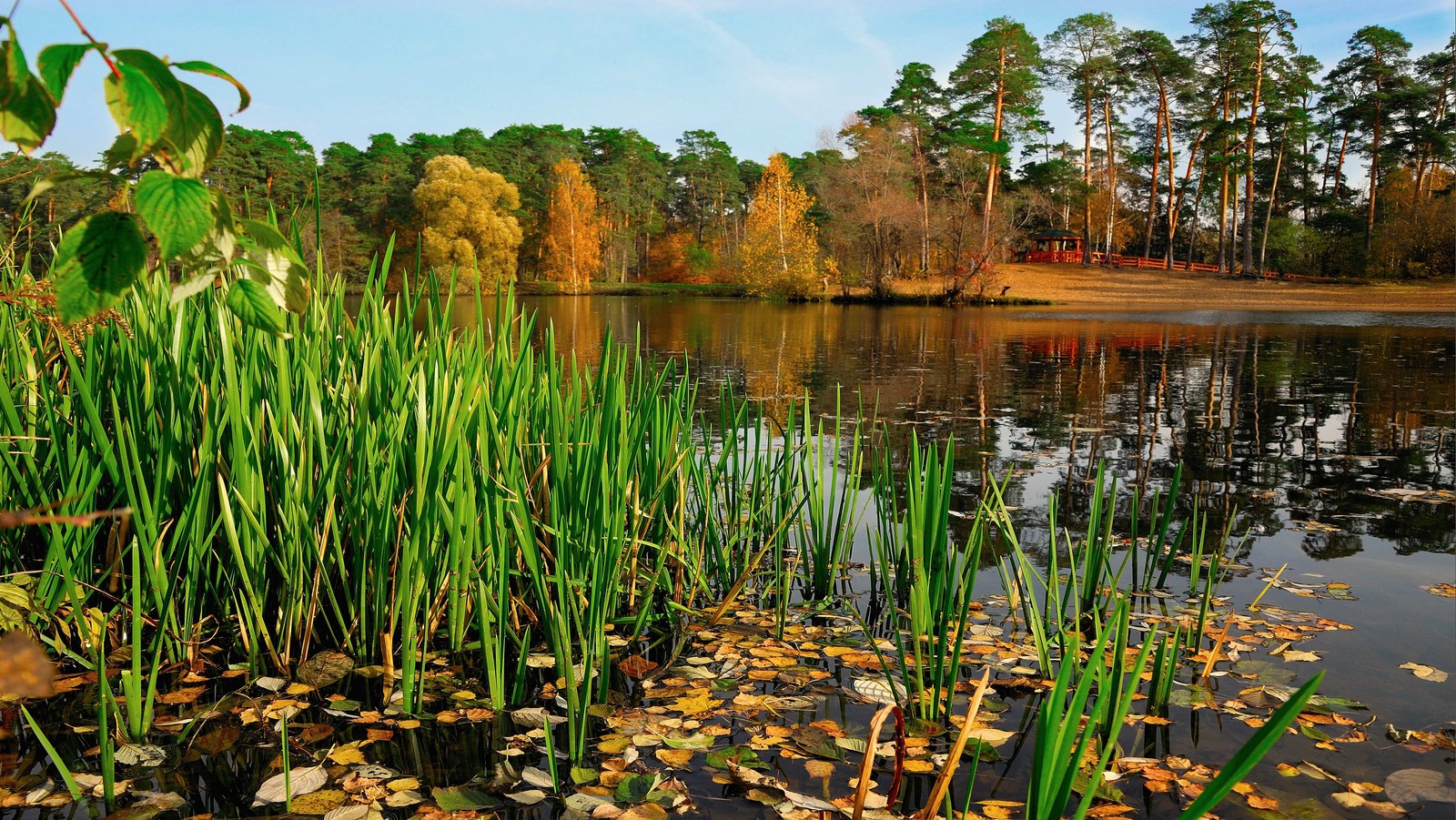 Eine ansicht eines sees mit vielen wasserpflanzen und blättern (natur, vegetation, wasser, naturschutzgebiet, teich)