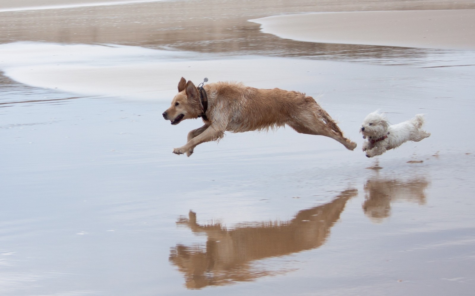 There is a dog running on the beach with a frisbee in its mouth (water, dog breed, wildlife, play, purebred dogs)