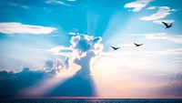 cloud, atmosphere, daytime, afterglow, bird wallpaper