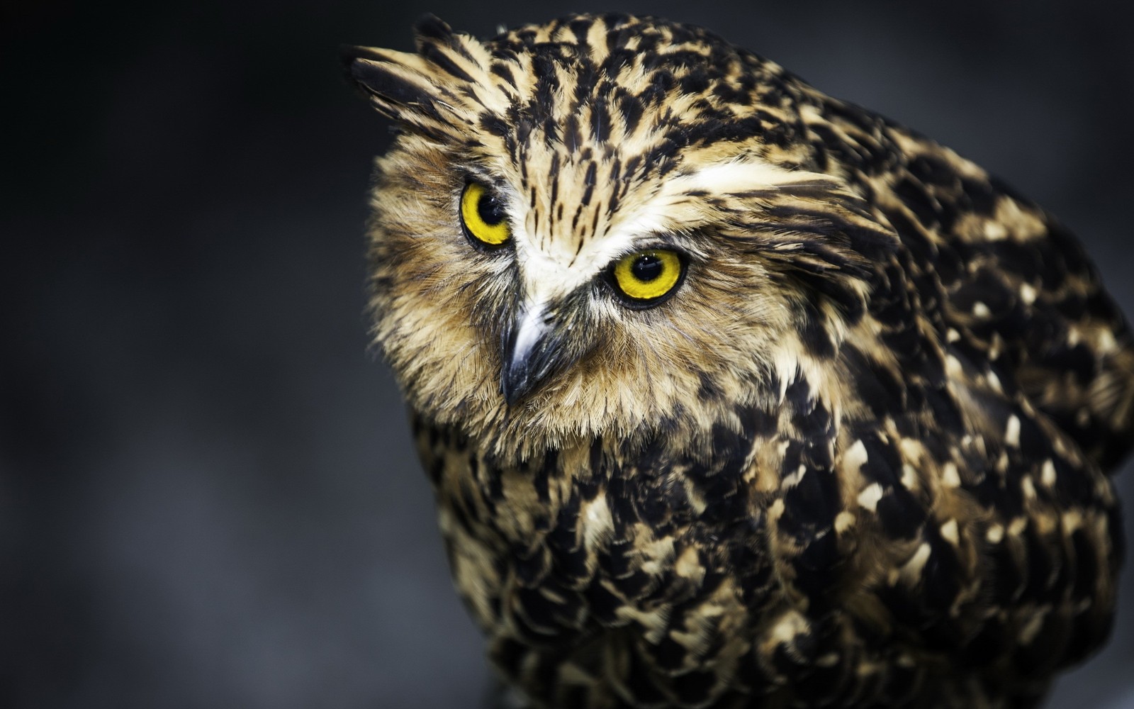 snowy owl, bird, owl, bird of prey, beak wallpaper