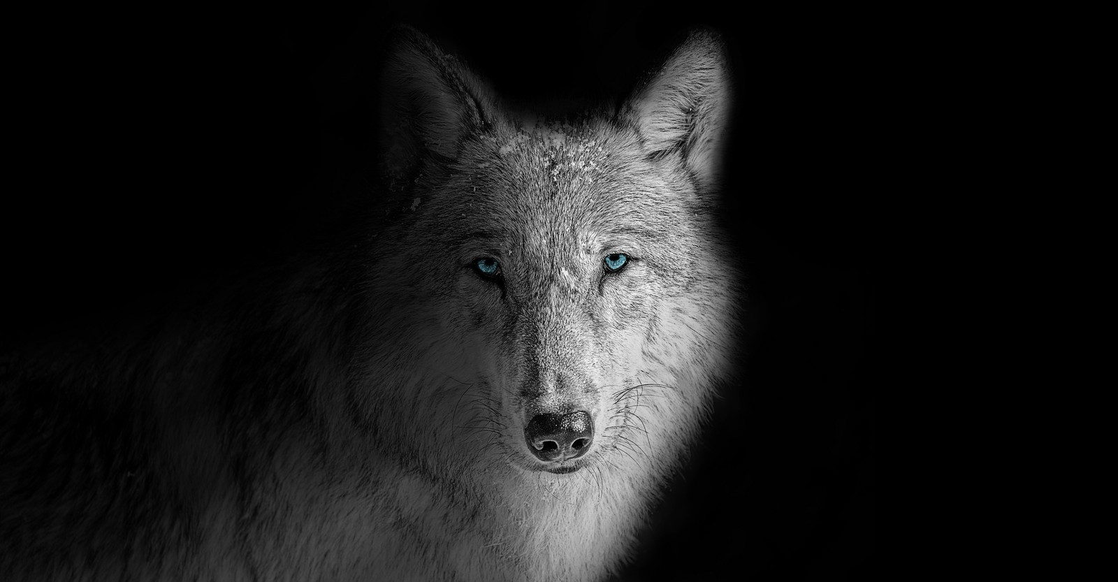 A close up of a wolf with blue eyes in the dark (wolf, beast, wild, white wolf, black background)