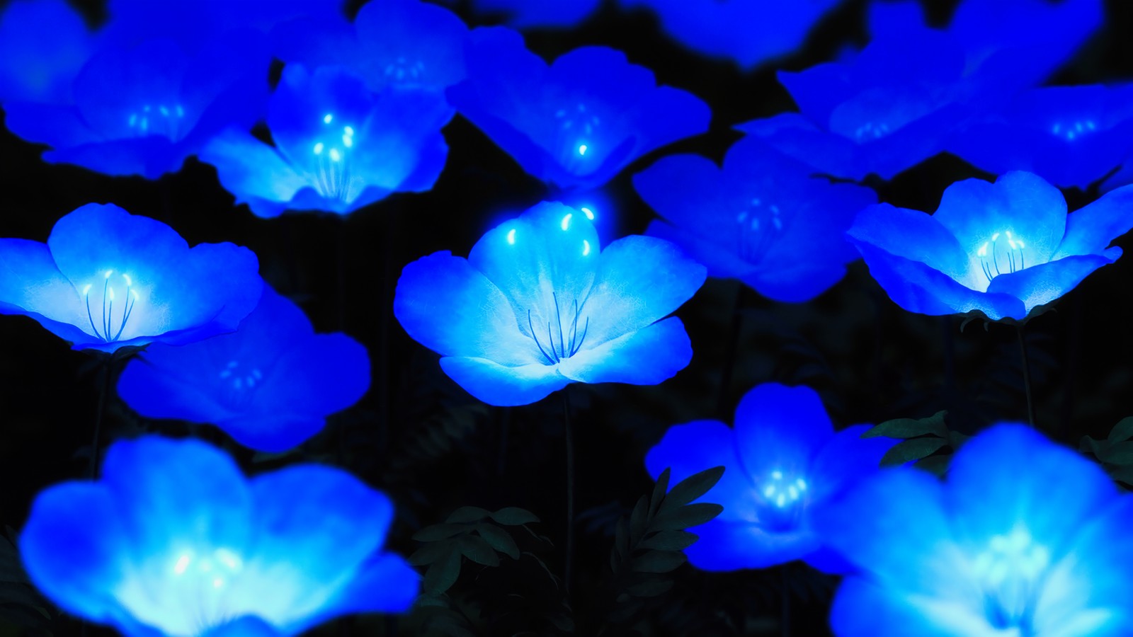 Un primer plano de un grupo de flores azules con hojas verdes (flor, azul, planta, azul celeste, naturaleza)