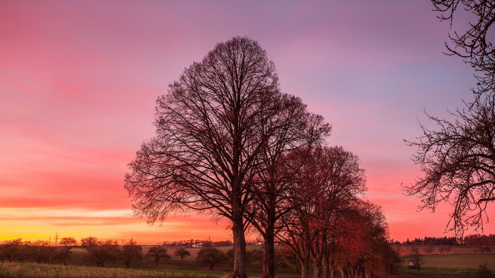 Une vue d'un coucher de soleil avec une rangée d'arbres au premier plan (nuage, plante, atmosphère, journée, écorégion)