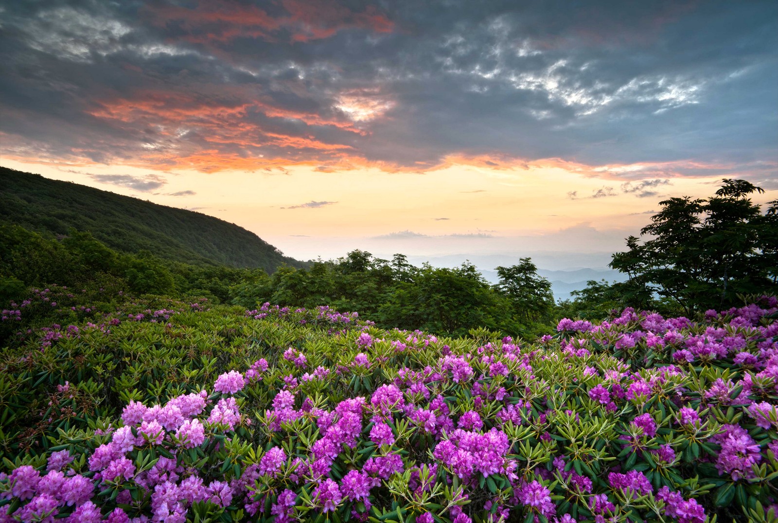 Un campo de flores moradas con montañas al fondo (flor, naturaleza, vegetación, planta, primavera)