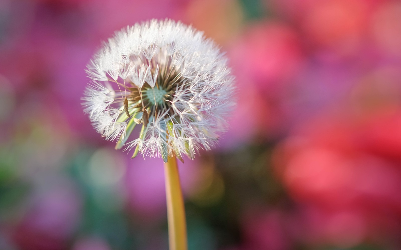 Um dente-de-leão árabe com um fundo borrado de flores (flor de dente de leão, fundo desfocado, foco seletivo, bokeh, close up)