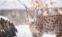 Bobcat in a snowy landscape, showcasing its distinctive spots and alert expression amidst a backdrop of winter foliage.