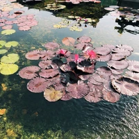 Lebendige Lotusblumen, die auf einem ruhigen Teich schwimmen