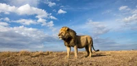 Majestic Masai Lion in the Serengeti Savanna