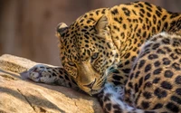 Close-up de um leopardo descansando, exibindo seus padrões de pelagem impressionantes e seu olhar intenso.