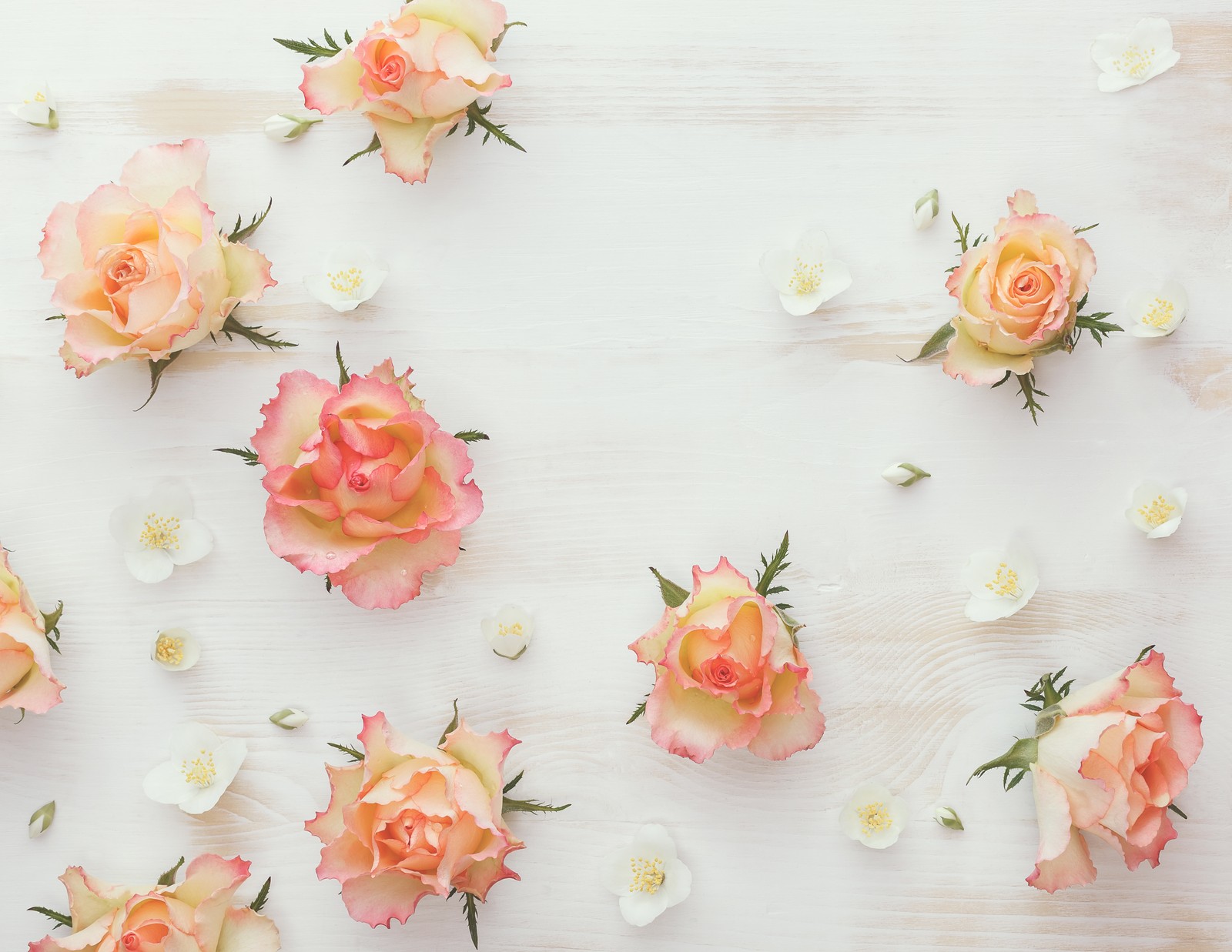 Flores sobre una superficie de madera blanca con rosas rosas y amarillas (blanco, jazmín, rosa, pétalo, planta)