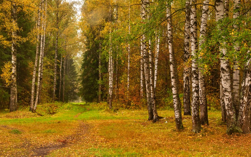 Вид на тропинку через лес с множеством деревьев (берёза, природа, парк, дерево, лес)