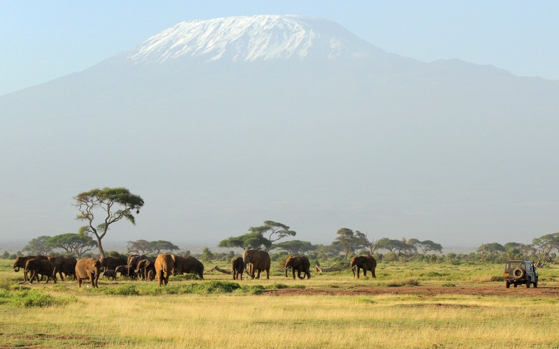 Стадо слонов гуляет по полю с горой на заднем плане (сафари, safari, гора килиманджаро, дикая природа, луг)