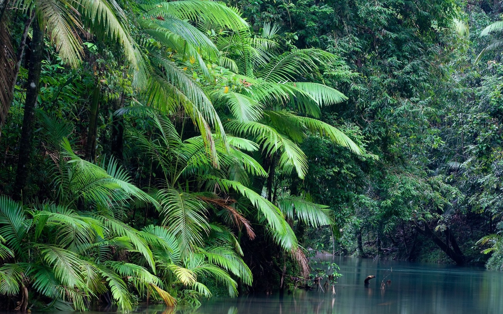 Arafed boat in a river surrounded by lush green trees (nature, vegetation, tree, jungle, nature reserve)