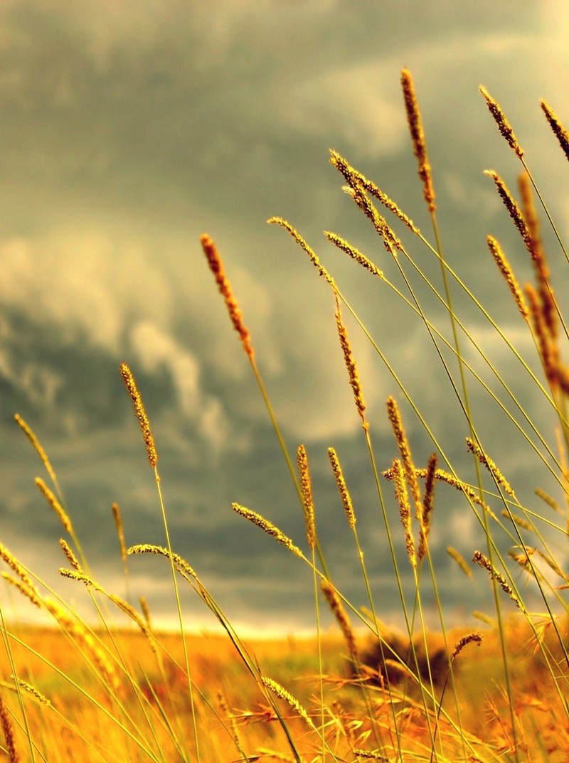 Высокая трава на поле с облачным небом на заднем плане (golden field, прекрасный вид)