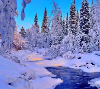 snow, trees, water, winter