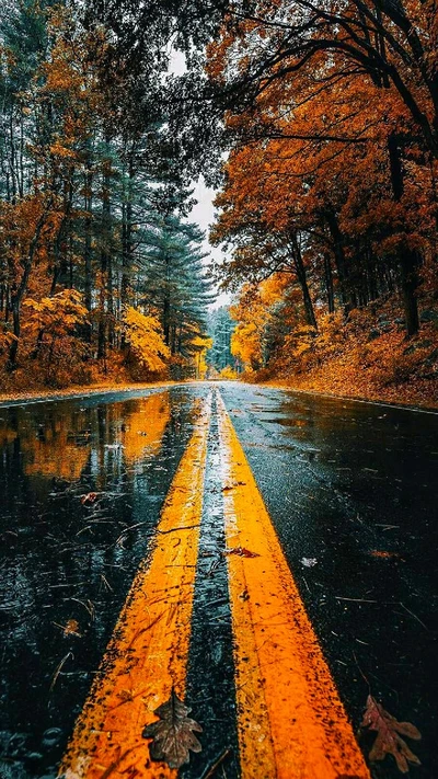 Autumn Serenity: A Rain-Kissed Road Beneath Golden Foliage