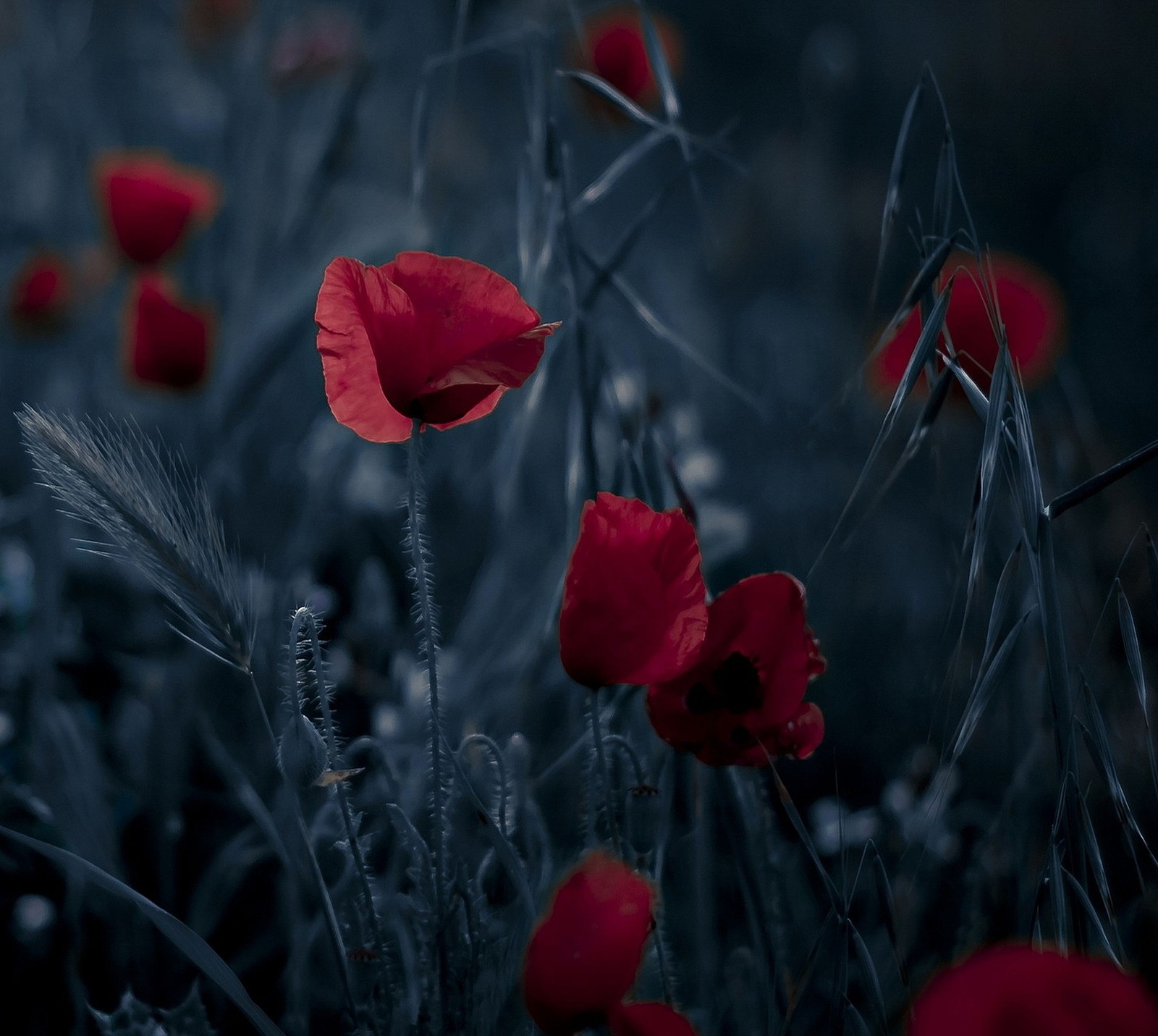 Lade abej, beograd, mohn Hintergrund herunter