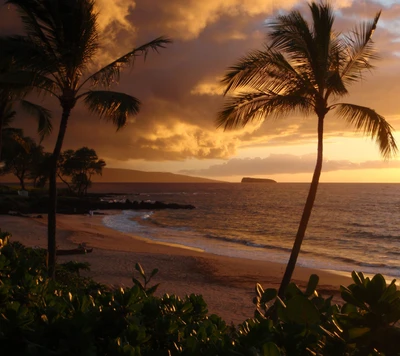 gorgeous, nature, palm trees