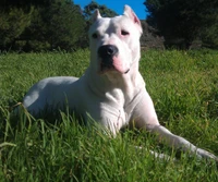 Dogo Argentino calmo e poderoso relaxando na natureza