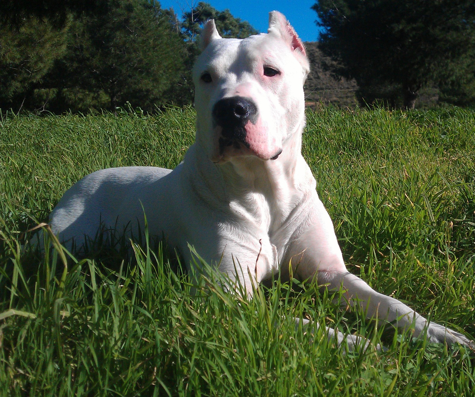 Un chien blanc est allongé dans l'herbe avec un frisbee (beautiful dog, calme, chien, dogo argentino, pouvoir)