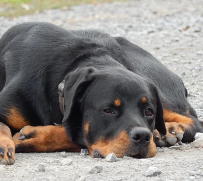 Rottweiler tumbado en suelo rocoso en la naturaleza