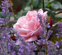 drops, pink rose