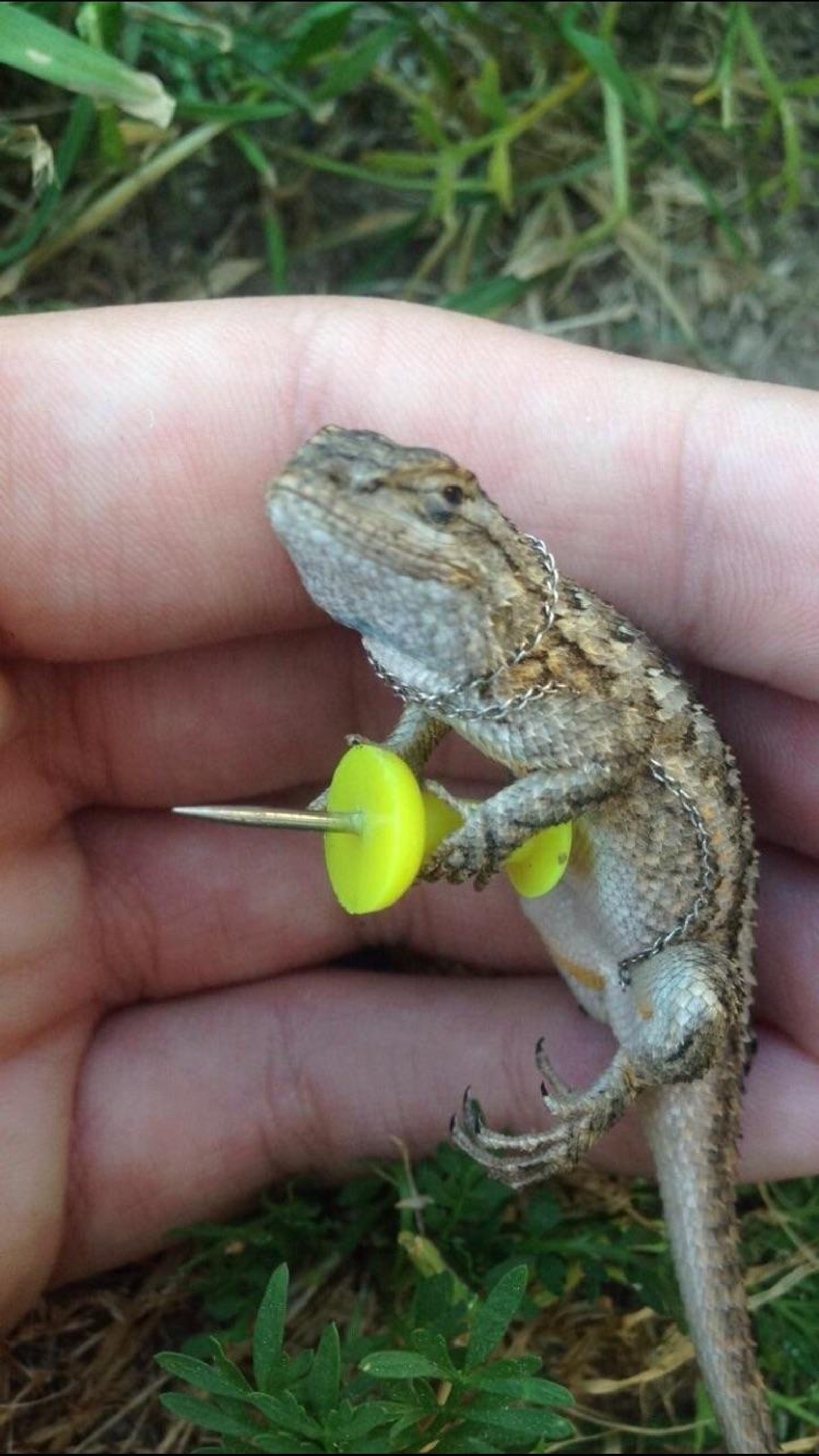 Alguém segurando um lagarto com uma bola amarela na mão (lagarto, tacha, meme, engraçado)