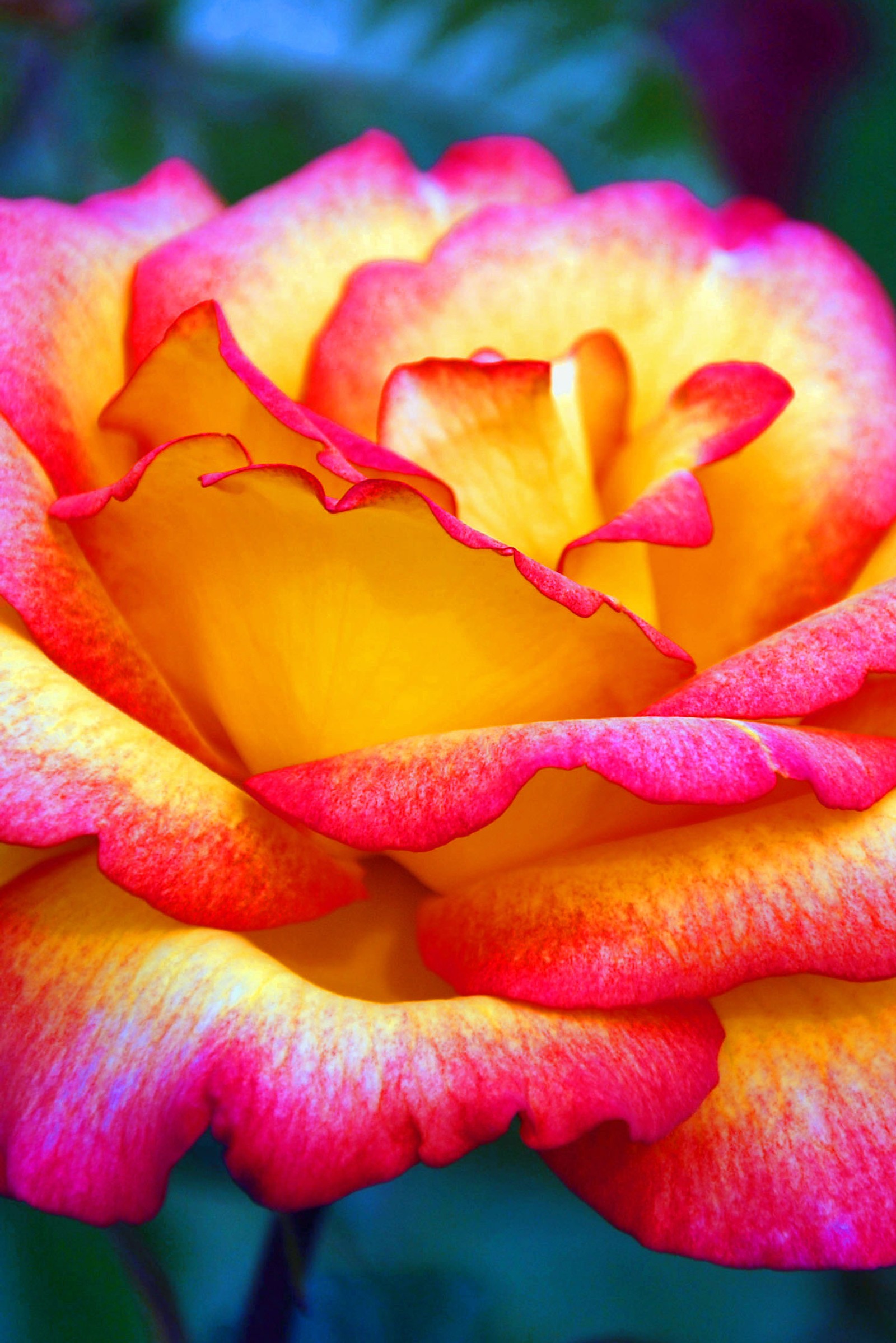 A close up of a yellow and red rose with a green background (pink, rose, yellow)