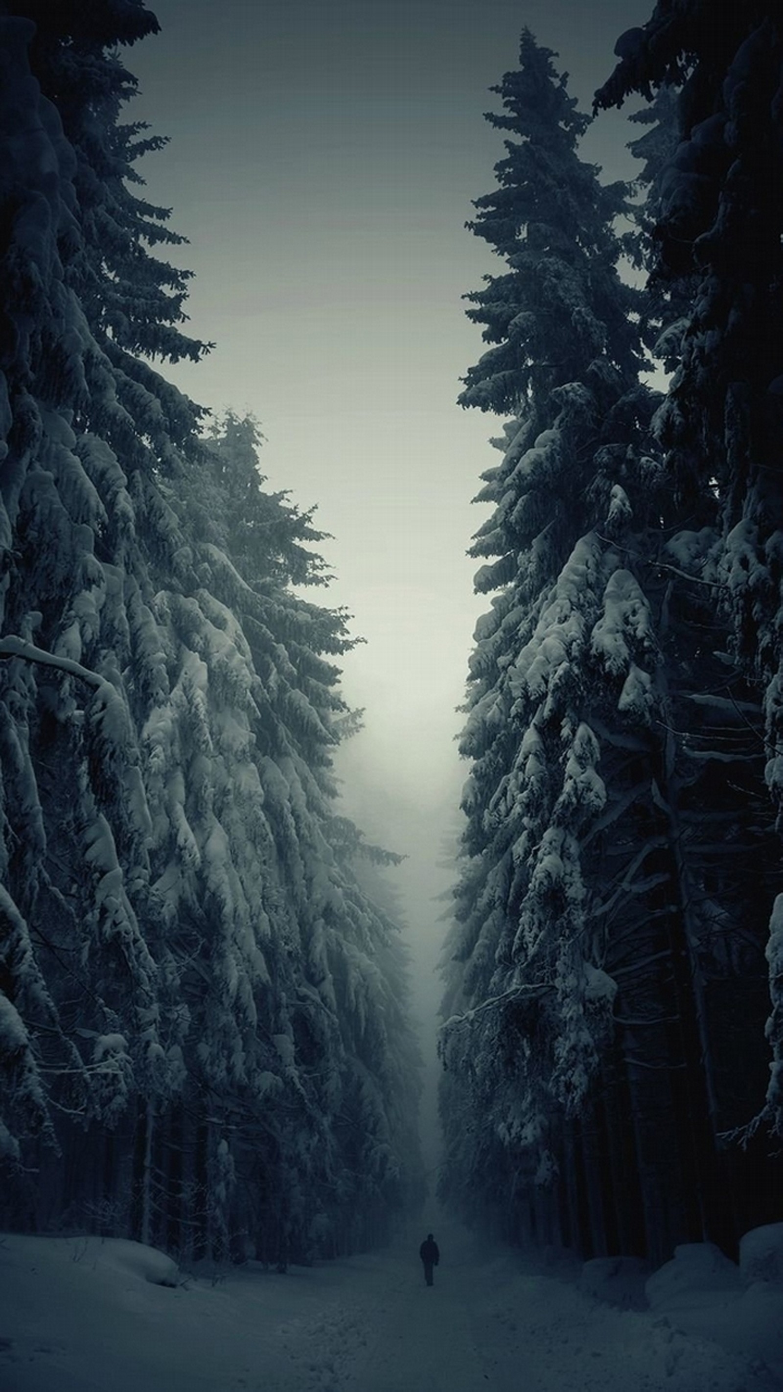 Árvores cobertas de neve ao longo de um caminho em uma floresta escura com uma pessoa caminhando na neve (natureza, neve, árvores, inverno)