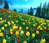 Campos de tulipas vibrantes à beira da água