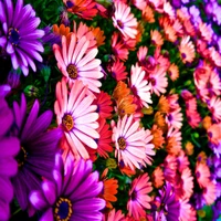 color, flower, plant wallpaper