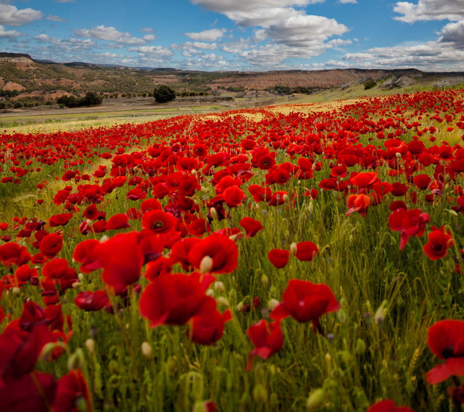 Nahaufnahme eines feldes mit roten blumen vor einem himmelshintergrund (mohnblumen, frühling)