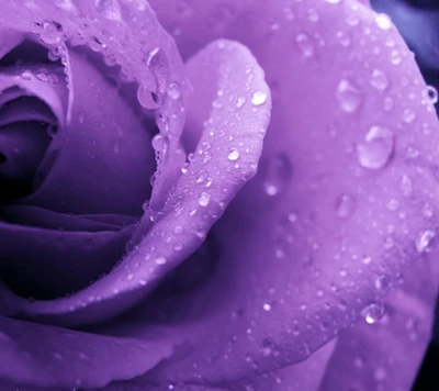 Vibrant Purple Rose with Raindrops