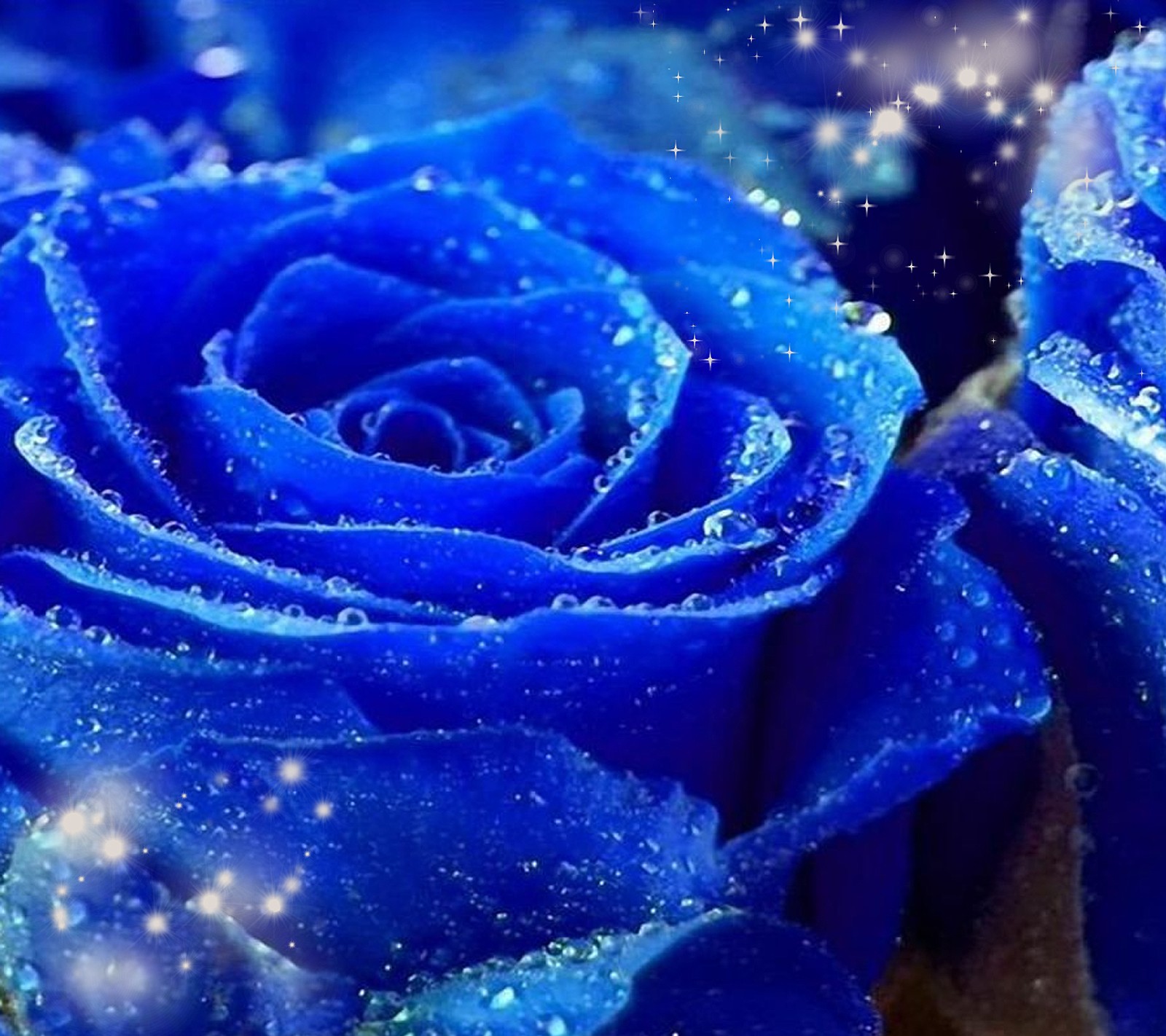 Un primer plano de una rosa azul con gotas de agua sobre ella (azul, flor, magia, mágico, rosa)