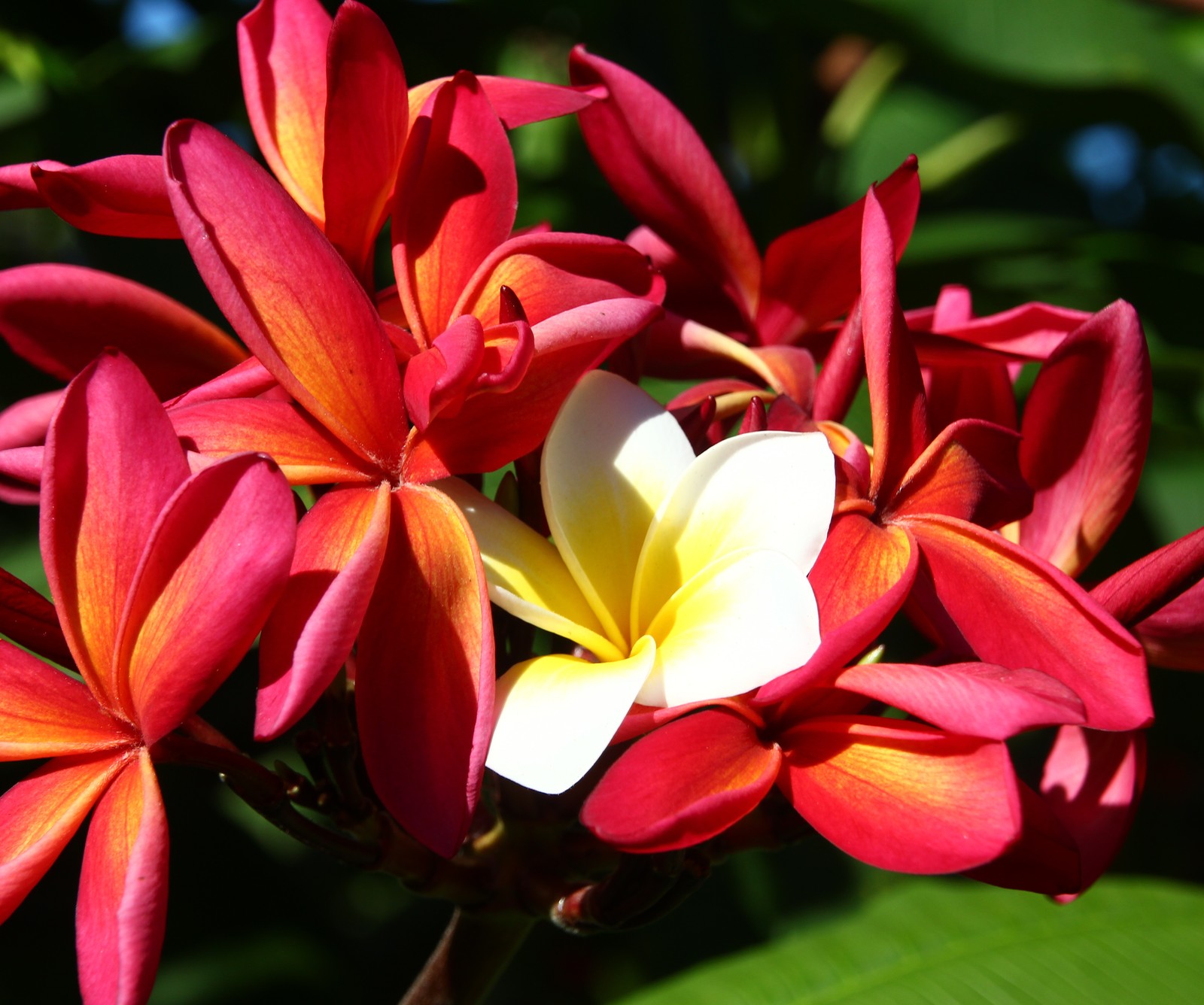 Primer plano de una flor con un centro amarillo (mejor, genial, flor, flores, frangipani)