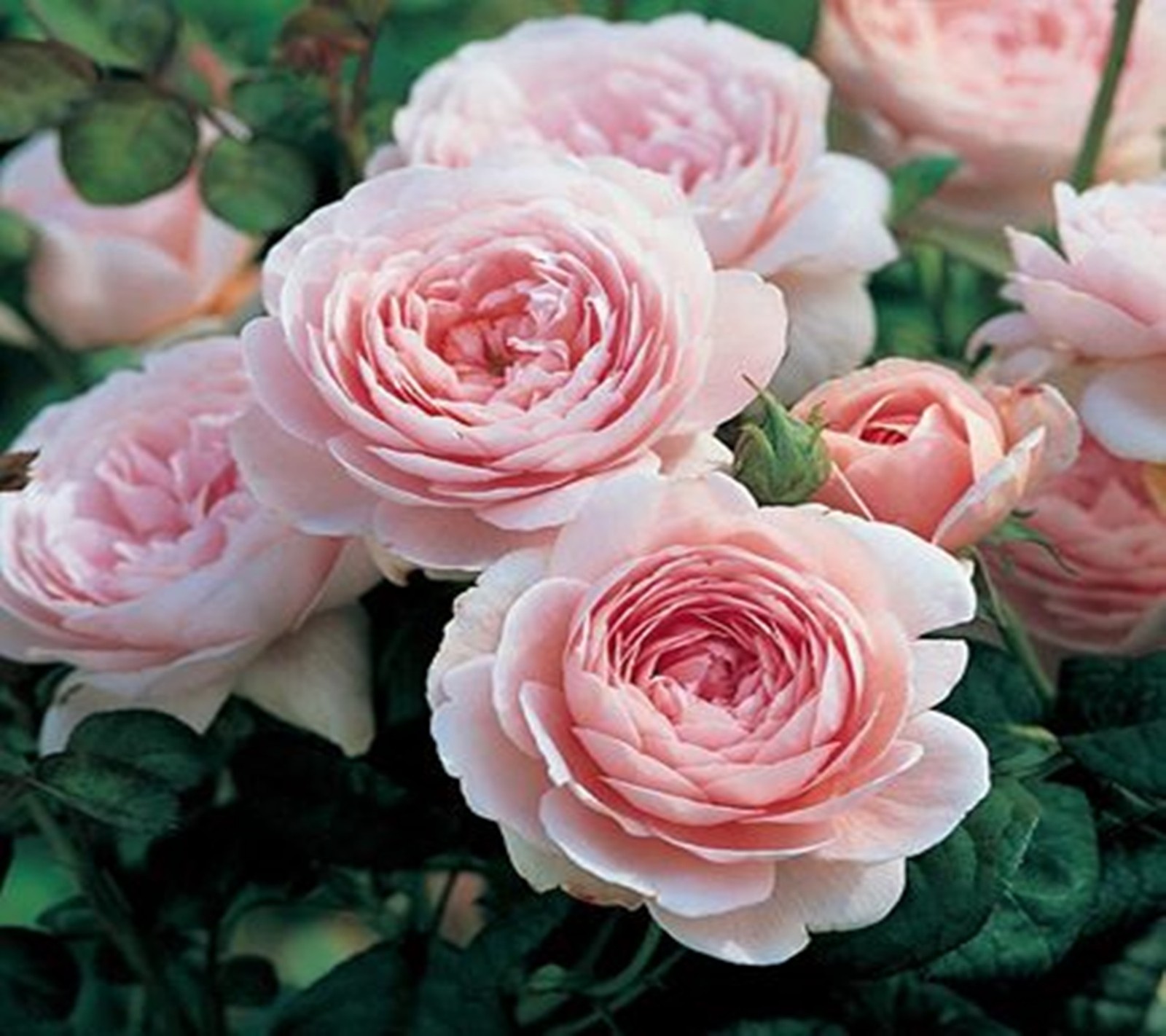 A close up of a bunch of pink roses with green leaves (pink, roses)